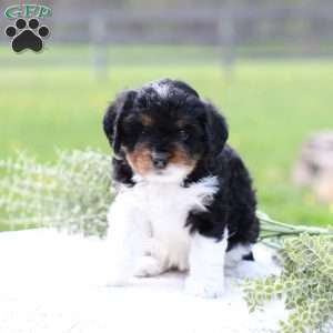 Kinsley, Cavapoo Puppy